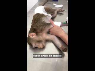 best ростовские врачи спасли мартышку у нее в щеках застряли два магнита которые она пыталась съесть best