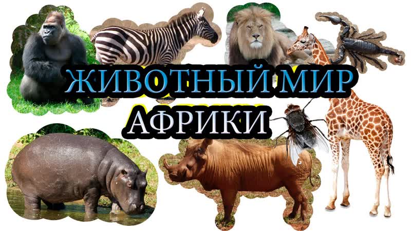 best молодые африки учим секс для самых маленьких на русском развивающие мульт best