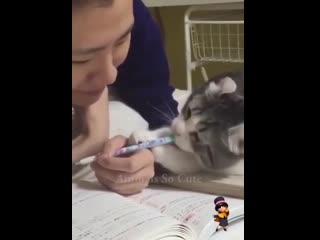 best очаровательные котейки и молодые умеют и отдыхать и резвиться best