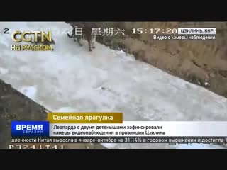 best леопарда с двумя детенышами зафиксировали камеры видеонаблюдения в цзилине cgtn1 best