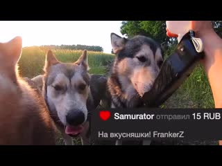 best молодые хаски и маламут рокки майк и лекси хаски не отпускает в поездку и не дает собрать чемодан хозяина best
