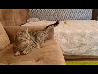 best папа кот впервые увидел маленького цыпленка которыи пищит и бегает за папои котом best