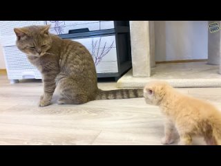 best приемная мама кошка облизывает усыновленного котенка а папа кот недоволен и рычит best