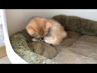 best после поцелуя щенка котенок долго моет свои лапки best