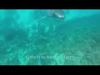 best dont activate his porn instinct its just a psychological game between human armed with gopro and snorkel vs white best