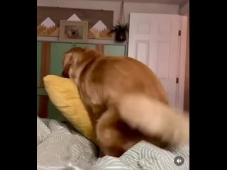best a little embarrassed due to not having a pillow underneath there best