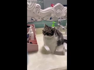 best а так хотелось сделать все красиво смешное видео жалко кота в туалете best