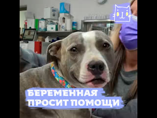 best беременная молодые пришла просить помощи best