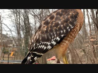 best i dont know how to tell the hawk that its reddit famous but here is another video of it from slightly farther away best