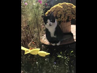 best my sweet boy oliver admiring a butterfly best