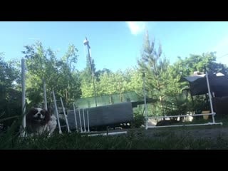 best видео от viva and annie cavalier king charles spaniel best