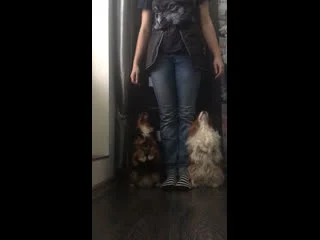 best видео от viva and annie cavalier king charles spaniel best