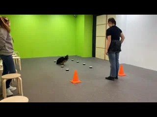 best видео от viva and annie cavalier king charles spaniel best