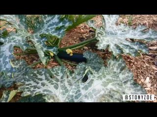 best послала её бабуля в огород типа сорви внученька кабачокдедушке завтрак приготовлю best