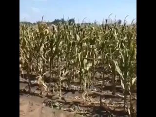 best пришли с другом поворовать кукурузы в поле best