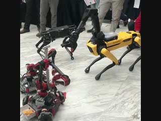 best hebi robotics rosie and bostondynamics spotmini horsing around best