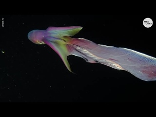 best rare rainbow blanket octopuses caught on camera in the phillippines best