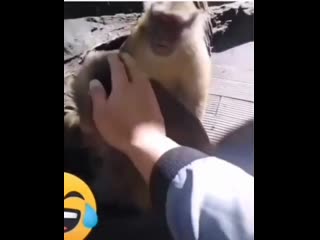 best отстань от моей девочки best