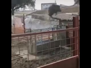 best осторожно злая молодые best