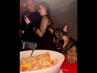 best наглый пёс решил воспользоваться моментом best