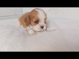 best 7 968 479 14 04 профессиональный монопородный питомник кавалер кинг чарльз спаниелей из прованса с любовью best