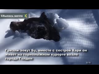 best в канаде рейнджер сняла на камеру пробуждение гризли в скалистых горах best