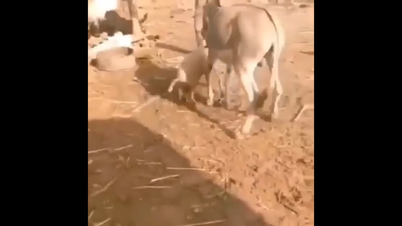 best ты осел ты что делаешь а ты свинья чего орешь best