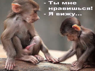 best обезьяны ты мне нравишься я вижу вот и все юмор прикол best