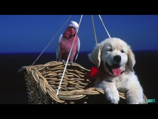 best пес наполеон наполеон napoleon 1995 австралия япония приключения молодые в кино режиссёр марио андриччион best