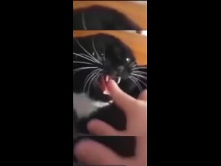 best сладкий пальчик воткнули коту в рот смотреть без смс и регистраций best