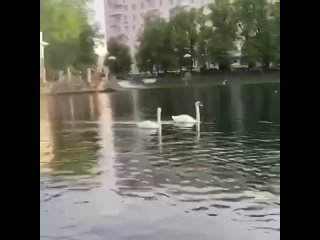 best на патриарших прудах неадекватная женщина решила принять водные процедуры best