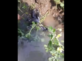 best в ставропольском крае мужик обнаружил на арбузном поле крысиного короля мышей связанных хвостами в узел best
