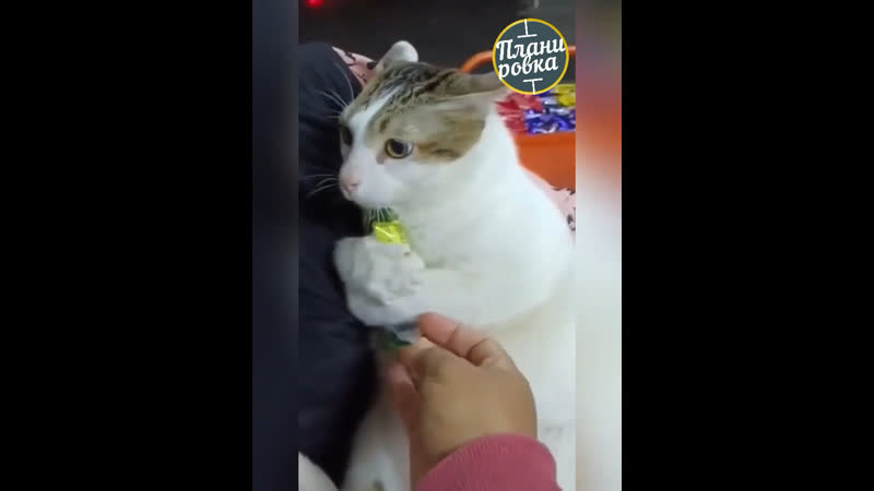 best котик который не очень любит всем делиться best