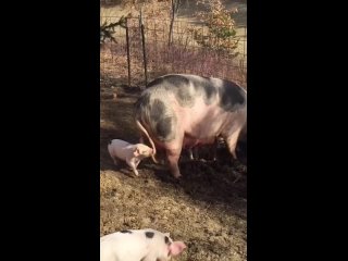 best веселые свинки которые радуют людей прикольные best