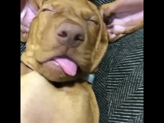 best этот бездельник и босс в доме спит пока ты на еду работаешь best