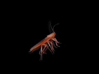 best ger吴梦梦到桃园过夜突然姊姊回来在厨房的姊姊一边对话一边猛干最后中出完还叫梦梦舔乾淨 таракан серёга и пожилой ящерка флекят под куми куми хаба хаба лака best