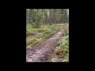 best самое смешное видео в мире сборник самых смешных приколов самое безумное виде best