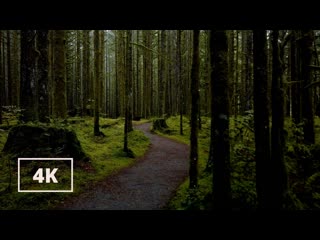best walking in the rain misty forest rain walking with nature ambience binaural audio 4k asmr best