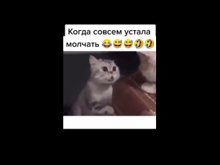 best какая разговорчивая кошечка попалась выговорилась всё что накопилось в душе высказала best