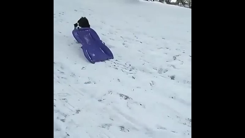 best любишь кататься люби и саночки возить best