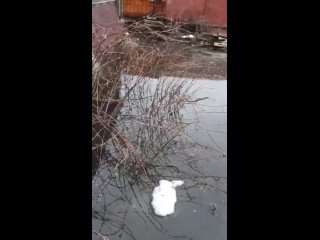 best частный сектор в борисоглебске в воронежской области затопило из за плохого состояния канализации и весеннего best