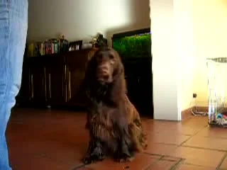 best филд спаниель field spaniel bentley in training best