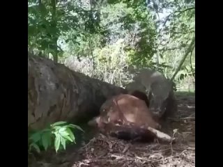 best комодо решил сначало начать с молодняка в природе выживает только сильнейший best