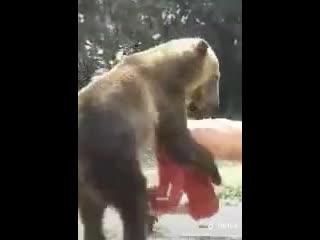 best девочки и тик ток медведь ебет человека best