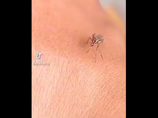 best неудачная попытка самки комара проколоть кожу после чего она начинает стимулировать свой хоботок best