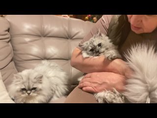 best взрослый кот ричард марс и молодые юстас ч 2 персидские шиншиллы из питомника домино меджик best