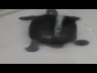 best черепашка моется в душе под алишера моргенштерна best