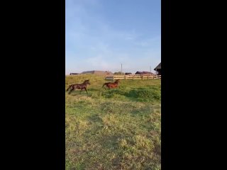 best целомудренная семья в деревне бывшей порноактрисы best