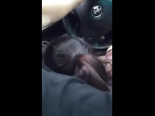 best приняла член прямо в глотку deepthroat porn горловой минет порно deepthroating the uber driver was the most fun i best