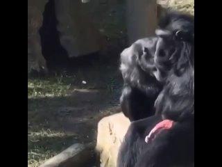 best самка обезьяны уговаривает самца на секс но самец сопротивляется хотя его член уже в боевом положении best